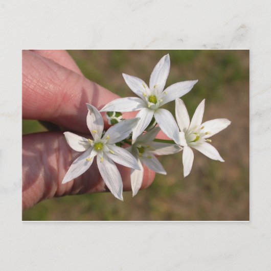 Carte Postale Ornithogalum umbellatum (Devant)