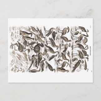 carte postale ornithologie