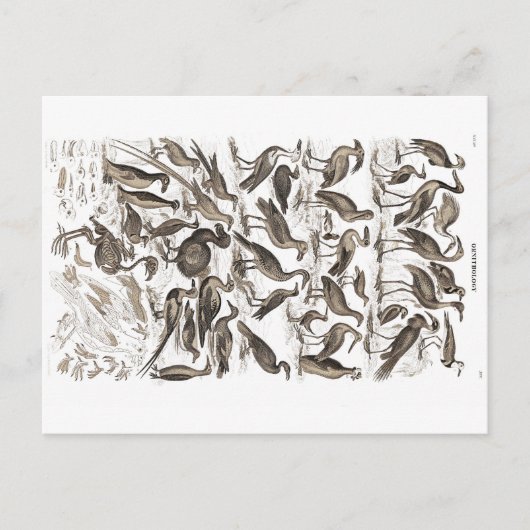 carte postale ornithologie (Devant)