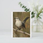 Carte Postale Ornithologie de Mockingbird (Debout devant)
