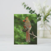 Carte postale ornithologique du Nord (Debout devant)