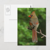 Carte postale ornithologique du Nord (Devant / Derrière)