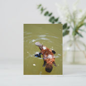 CARTE POSTALE ORNITHORYNQUE PARC NATIONAL D'EUNGELLA AUSTRALIE (Debout devant)