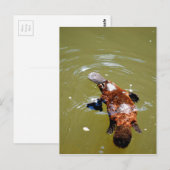 CARTE POSTALE ORNITHORYNQUE PARC NATIONAL D'EUNGELLA AUSTRALIE (Devant / Derrière)