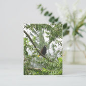 Carte Postale Oropendola de Montezuma (Debout devant)