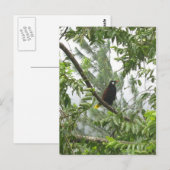 Carte Postale Oropendola de Montezuma (Devant / Derrière)