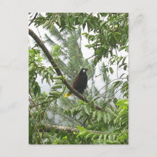 Carte Postale Oropendola de Montezuma (Devant)