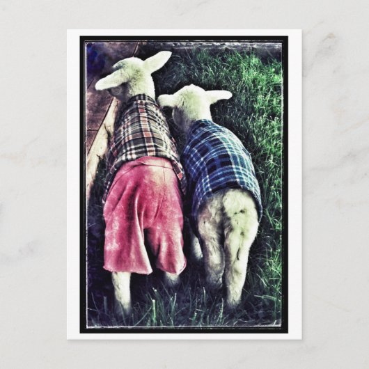 Carte Postale Orphelin (Devant)