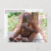 Carte Postale Orphelin Orangoutan Bébé Mange des cacahuètes (Devant / Derrière)