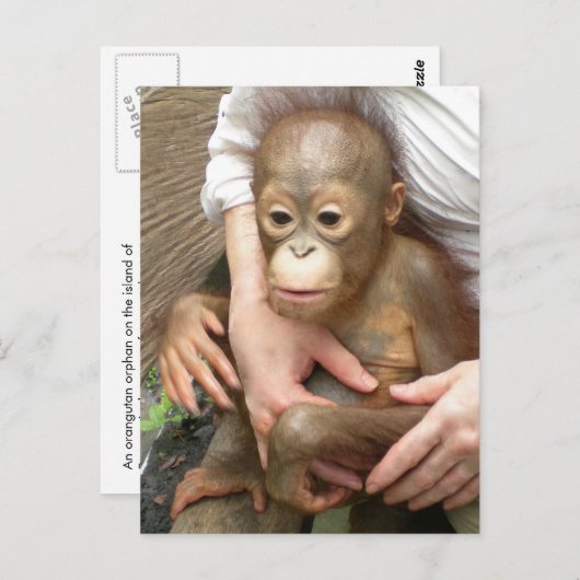 Carte Postale Orphelins Animaux (Devant / Derrière)