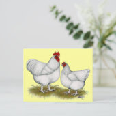 Carte Postale Orpington :  Paire blanc (Debout devant)