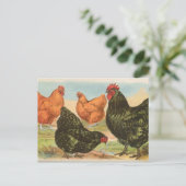 Carte Postale Orpingtons (Debout devant)