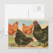 Carte Postale Orpingtons (Devant / Derrière)