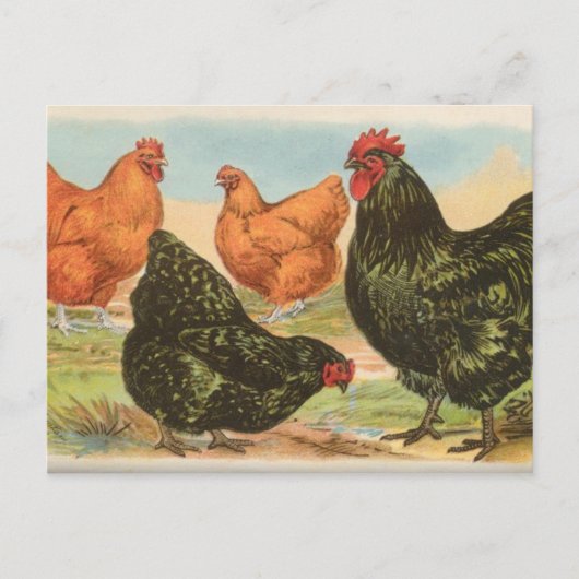 Carte Postale Orpingtons (Devant)