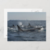 Carte Postale orque (Devant / Derrière)