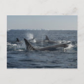 Carte Postale orque (Devant)