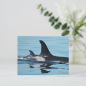 Carte Postale Orque de maman et de bébé (Debout devant)