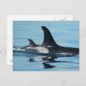 Carte Postale Orque de maman et de bébé (Devant / Derrière)