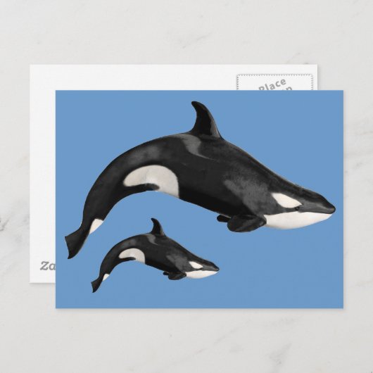 Carte Postale Orque isolée (Devant / Derrière)