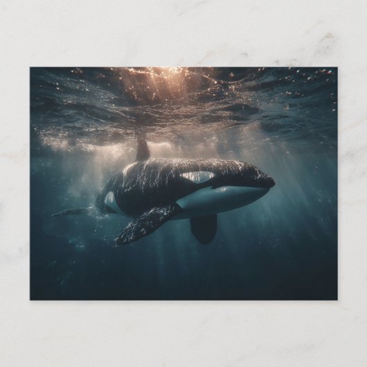 Carte Postale Orque nageant dans les eaux profondes (Devant)