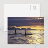 Carte Postale Orque ou épaulard (Devant / Derrière)