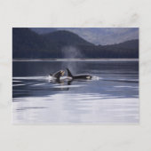 Carte Postale Orques de l'Alaska Nager Baleines tueuses Alaska (Devant)