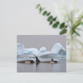 Carte Postale orques (orques), orques orques, pod (Debout devant)