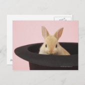 Carte Postale Oryctolagus cuniculus (Devant / Derrière)