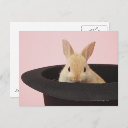 Carte Postale Oryctolagus cuniculus (Devant / Derrière)