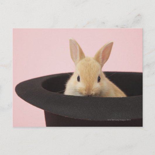 Carte Postale Oryctolagus cuniculus (Devant)