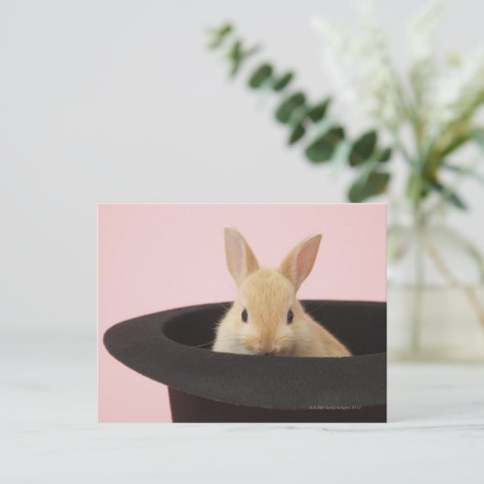 Carte Postale Oryctolagus cuniculus (Debout devant)