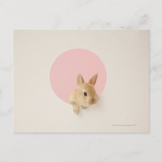Carte Postale Oryctolagus cuniculus 3 (Devant)
