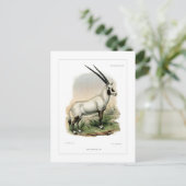 Carte Postale Oryx arabe (Debout devant)