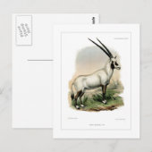Carte Postale Oryx arabe (Devant / Derrière)