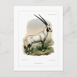 Carte Postale Oryx arabe