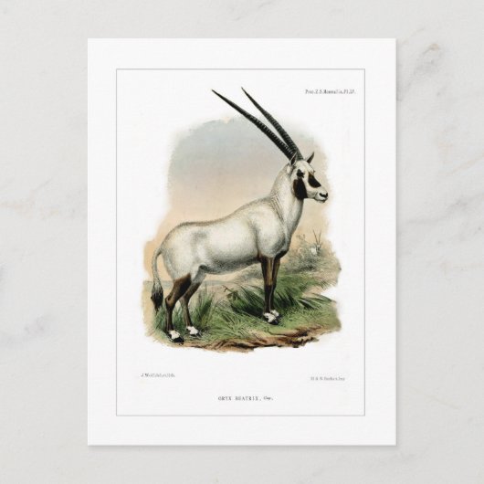 Carte Postale Oryx arabe (Devant)