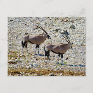 Carte Postale oryx etosha