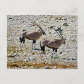 Carte Postale oryx etosha (Devant)