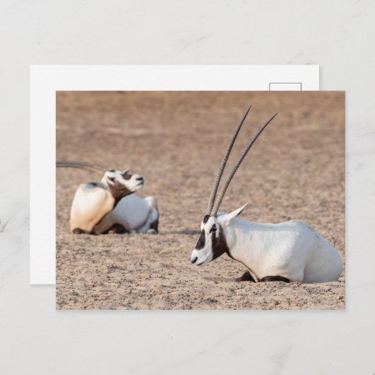 Carte Postale Oryxes dans le désert (Devant / Derrière)