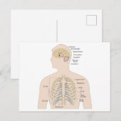 Carte Postale Os de la poitrine humaine (Devant / Derrière)