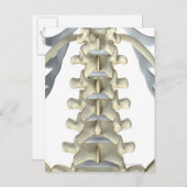 Carte Postale Os de Lumbar Vertebrae (Devant / Derrière)