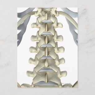 Carte Postale Os de Lumbar Vertebrae