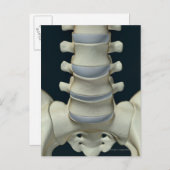 Carte Postale Os de Lumbar Vertebrae 2 (Devant / Derrière)