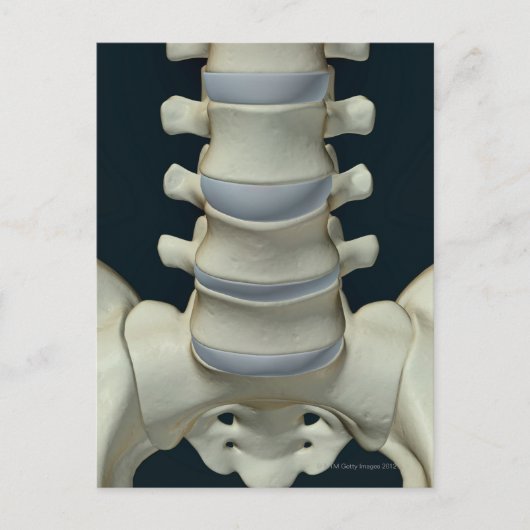 Carte Postale Os de Lumbar Vertebrae 2 (Devant)