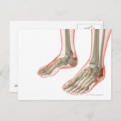 Carte Postale Os des pieds (Devant / Derrière)