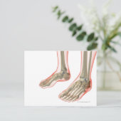 Carte Postale Os des pieds (Debout devant)