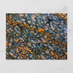 Carte Postale Os Dinosaure Petrifié