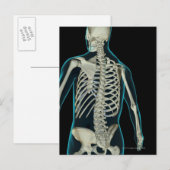 Carte Postale Os du corps supérieur 2 (Devant / Derrière)