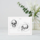 Carte Postale Os du crâne humain (Debout devant)