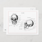 Carte Postale Os du crâne humain (Devant / Derrière)
